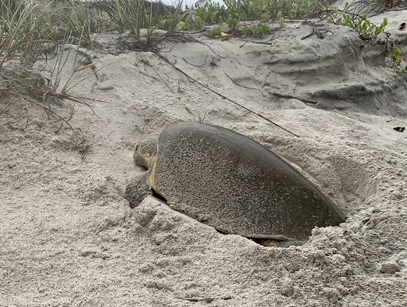 Rare sea turtle spotted 