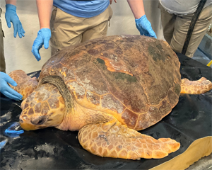 Loggerhead Turtle Ready for Release After Swift Recovery at the Marine Science Center