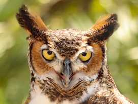 Marine Science Center reopens bird hospital  