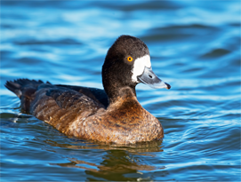 Bird flu arrives in Volusia; MSC halts bird intakes