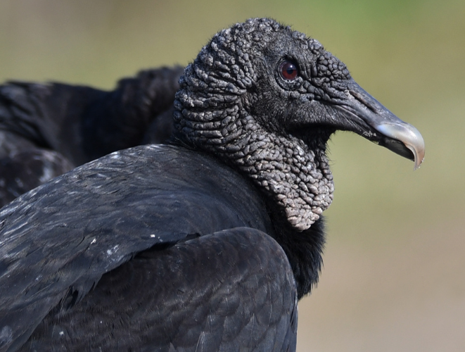 Avian flu continues in Volusia County