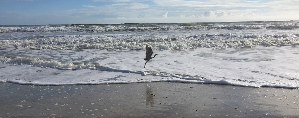 bird taking flight from the ocean's edge on the beach