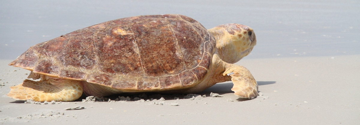 Loggerhead Seaturtle returning to the sea