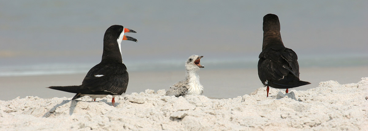 two adult birds and one baby bird on the beach by the ocean