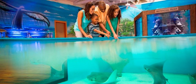 family at the marine science center pointing to rays in touch pool