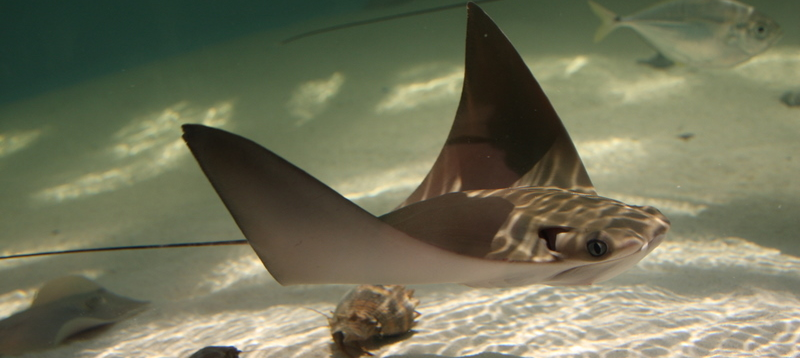 Sea Ray swimming in the crystal clear water of the touch tank at Marine Science Center.