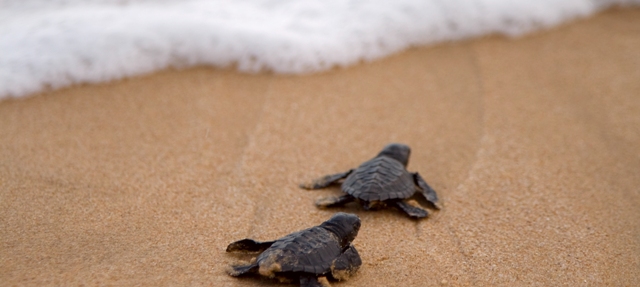 baby sea turtles heading into the ocean
