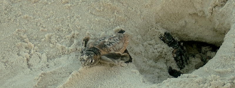 baby sea turtle hatchlings in the beach sand