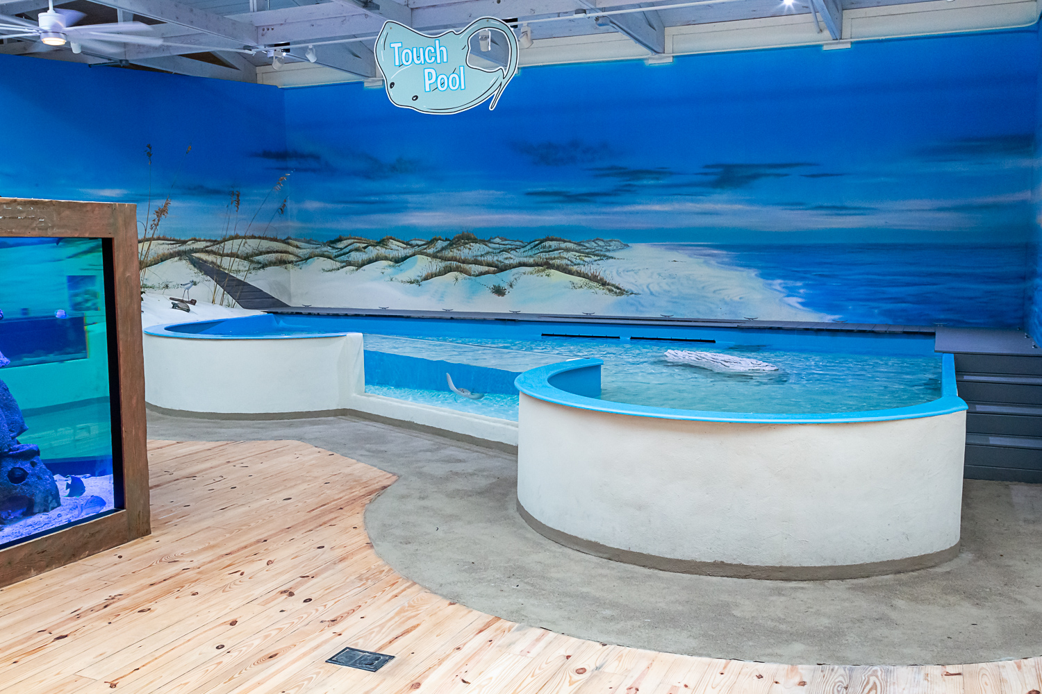 touch pool exhibit with artificial reef behind it
