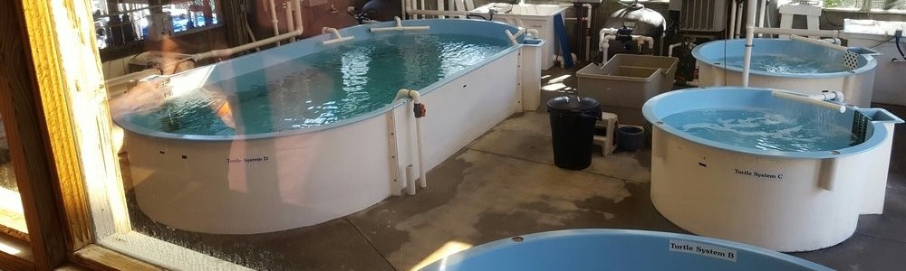 sea turtle rehabilitation tanks at the marine science center