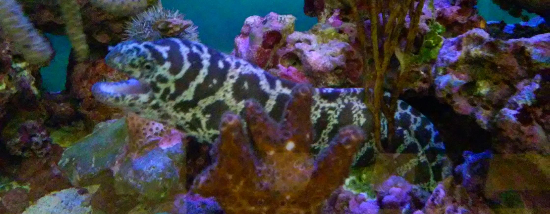 eel poking it's head out of an artificial reef