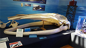 whale exhibit with skull of whale