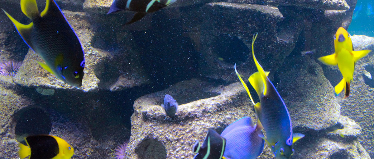 bright blue and yellow tropical fish swimming in an artificial reef