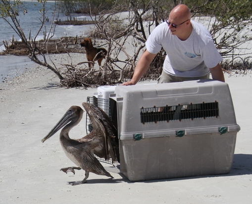 pelican released on the beach of ponce inlet