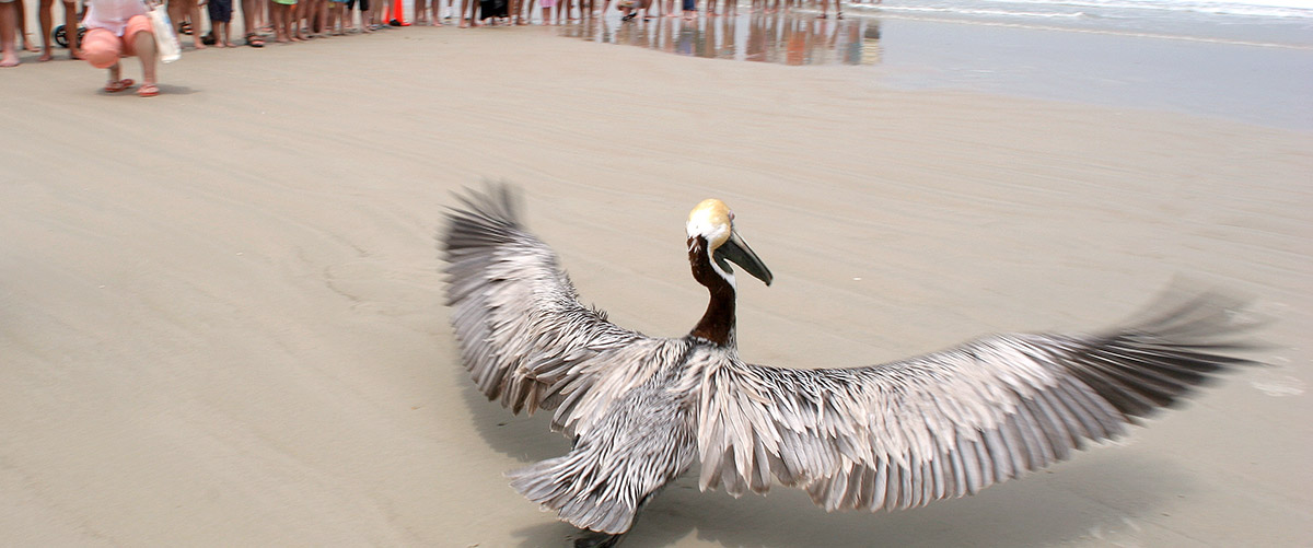 rehabilitated pelican taking off for flight from the beach by the ocean