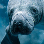 manatee swimming in clear blue water
