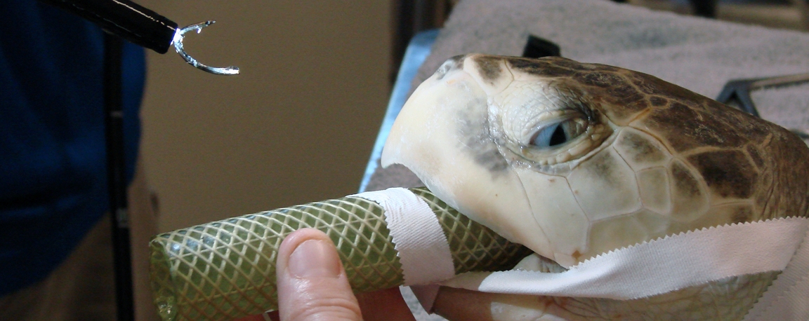 sea turtle being operated on at the marine science center