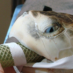 injured sea turtle being nursed back to health