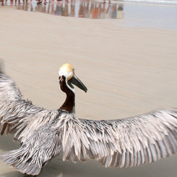 pelican on the beach with wings expanded