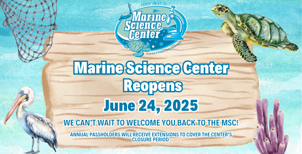 Illustrated promotional graphic. At the top, the Marine Science Center logo is displayed. The main text reads: “Marine Science Center Reopens June 24, 2025.” Below that, it says, “We can’t wait to welcome you back to the MSC!” and “Annual passholders will receive extensions to cover the center’s closure period.” The background features ocean-themed illustrations including a sea turtle, pelican, fishing net, wooden sign, and coral.
