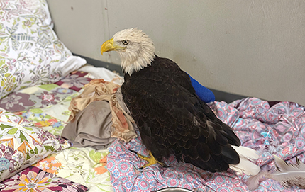 Liberty, the Eagle