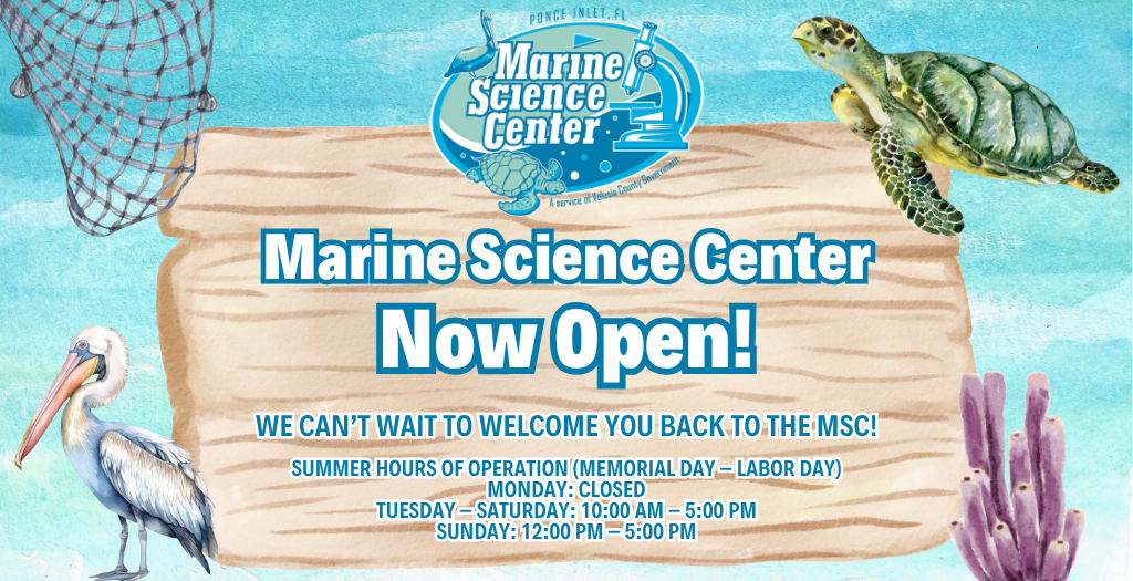 Illustrated promotional graphic. At the top, the Marine Science Center logo is displayed. The main text reads: “Marine Science Center Reopens June 24, 2025.” Below that, it says, “We can’t wait to welcome you back to the MSC!” and “Annual passholders will receive extensions to cover the center’s closure period.” The background features ocean-themed illustrations including a sea turtle, pelican, fishing net, wooden sign, and coral.