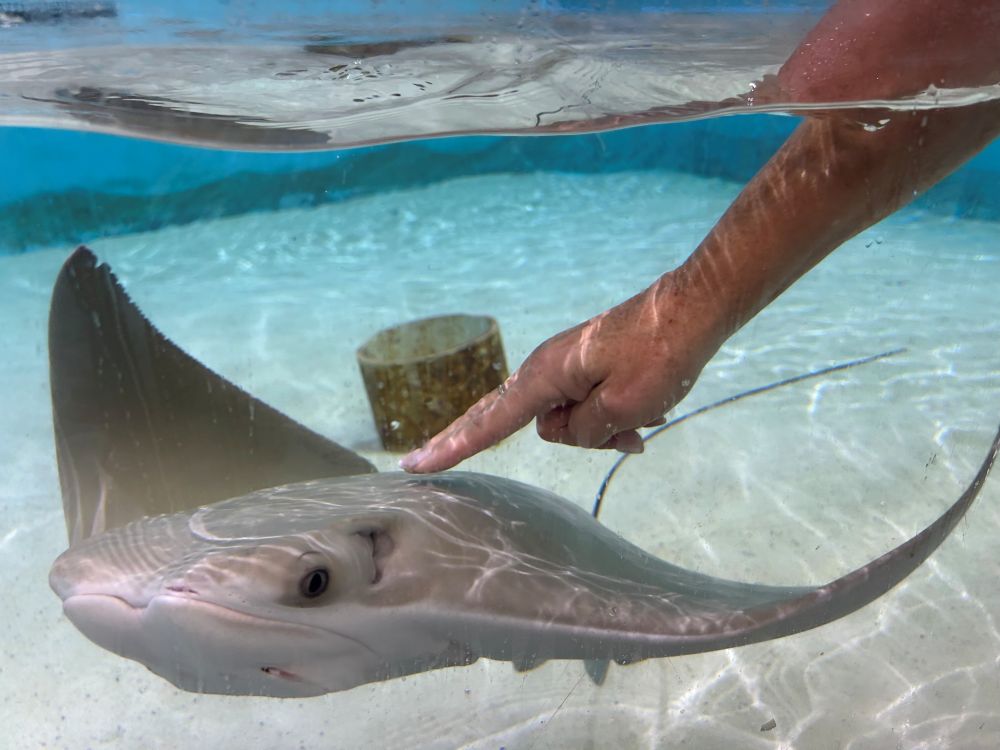 Cownose ray in water swimming and hand two finger petting the ray.